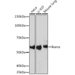 Western Blot - Anti-Ikaros Antibody [ARC0803] (A305301) - Antibodies.com