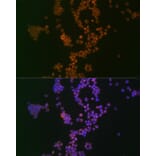 Immunofluorescence - Anti-Ikaros Antibody [ARC0803] (A305301) - Antibodies.com