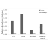 Chromatin Immunoprecipitation - Anti-Ikaros Antibody (A305301) - Antibodies.com