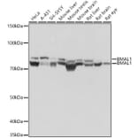 Western Blot - Anti-BMAL1 Antibody [ARC1101] (A305303) - Antibodies.com