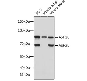 Western Blot - Anti-ASH2L Antibody [ARC0326] (A305306) - Antibodies.com