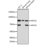 Western Blot - Anti-ASH2L Antibody [ARC0326] (A305306) - Antibodies.com