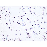 Immunohistochemistry - Anti-ASH2L Antibody [ARC0326] (A305306) - Antibodies.com