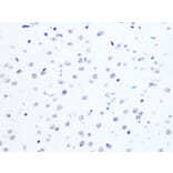 Immunohistochemistry - Anti-ASH2L Antibody [ARC0326] (A305306) - Antibodies.com