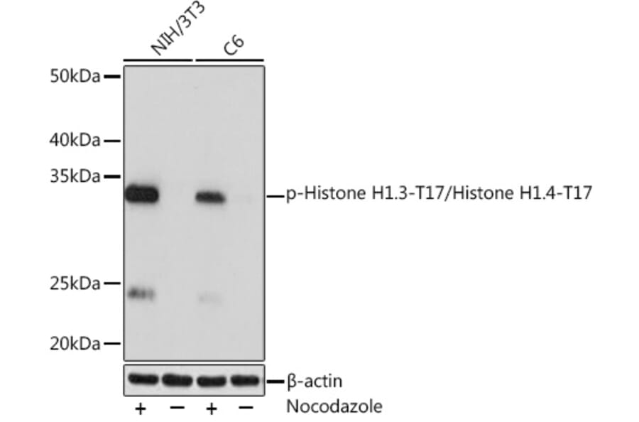 Western Blot - Anti-Histone H1.3 (phospho Thr17) + Histone H1.4 (phospho Thr17) Antibody [ARC0252] (A305307) - Antibodies.com
