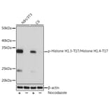 Western Blot - Anti-Histone H1.3 (phospho Thr17) + Histone H1.4 (phospho Thr17) Antibody [ARC0252] (A305307) - Antibodies.com