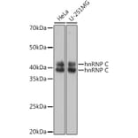 Western Blot - Anti-hnRNP C1/C2/HNRNPC Antibody (A305310) - Antibodies.com