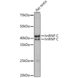 Western Blot - Anti-hnRNP C1/C2/HNRNPC Antibody (A305310) - Antibodies.com