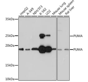Western Blot - Anti-PUMA Antibody [ARC0247] (A305311) - Antibodies.com