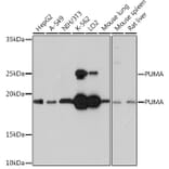 Western Blot - Anti-PUMA Antibody [ARC0247] (A305311) - Antibodies.com
