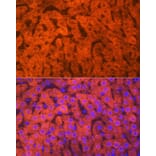 Immunofluorescence - Anti-Hemopexin Antibody [ARC1444] (A305314) - Antibodies.com
