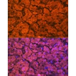 Immunofluorescence - Anti-Hemopexin Antibody [ARC1444] (A305314) - Antibodies.com