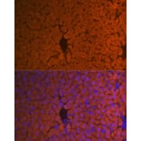 Immunofluorescence - Anti-Hemopexin Antibody [ARC1444] (A305314) - Antibodies.com