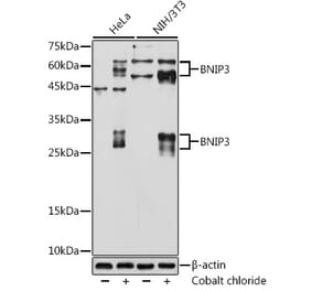 Western Blot - Anti-BNIP3 Antibody [ARC50531] (A305317) - Antibodies.com