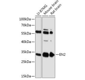Western Blot - Anti-EN2 Antibody (A305319) - Antibodies.com