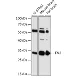 Western Blot - Anti-EN2 Antibody (A305319) - Antibodies.com