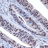 Immunohistochemistry - Anti-WDR4 Antibody [ARC2292] (A305320) - Antibodies.com