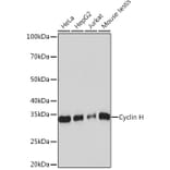 Western Blot - Anti-Cyclin H/p34 Antibody [ARC0893] (A305324) - Antibodies.com