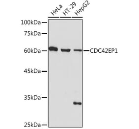Western Blot - Anti-CDC42EP1 Antibody (A305327) - Antibodies.com