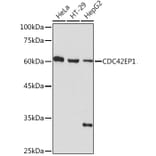 Western Blot - Anti-CDC42EP1 Antibody [ARC2298] (A305327) - Antibodies.com