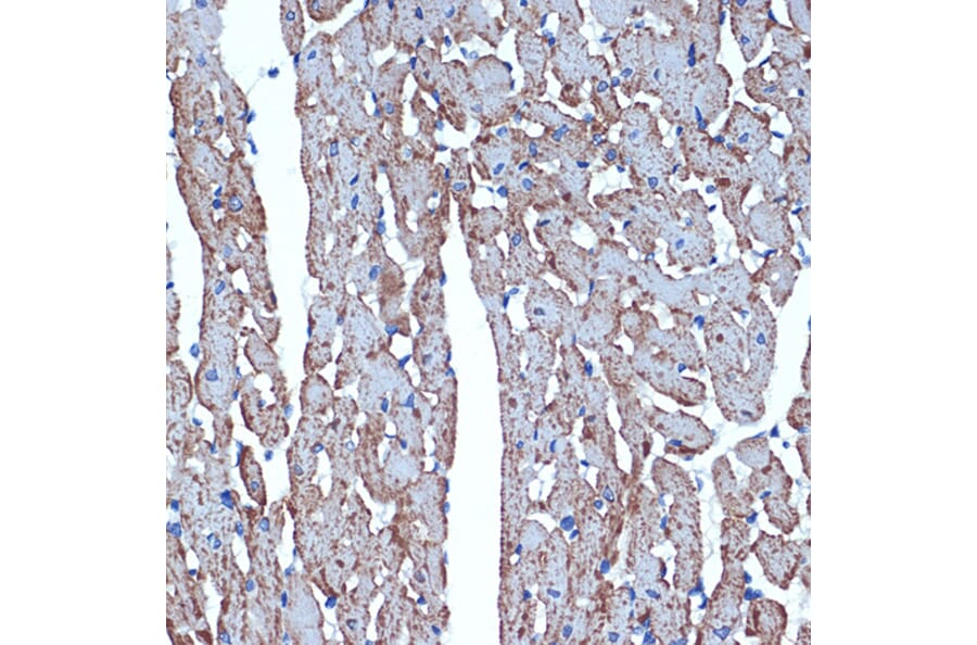 Immunohistochemistry - Anti-CDC42EP1 Antibody [ARC2298] (A305327) - Antibodies.com