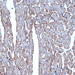 Immunohistochemistry - Anti-CDC42EP1 Antibody [ARC2298] (A305327) - Antibodies.com