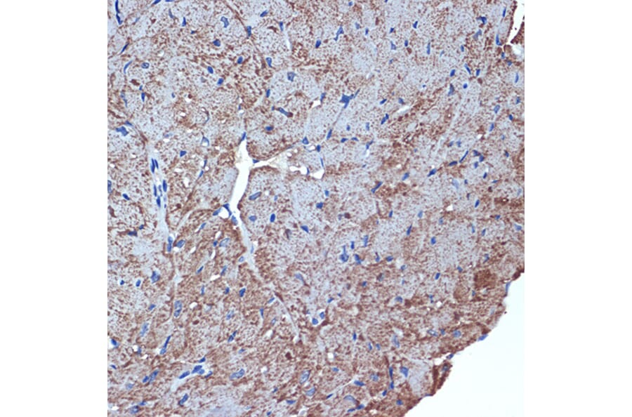 Immunohistochemistry - Anti-CDC42EP1 Antibody [ARC2298] (A305327) - Antibodies.com