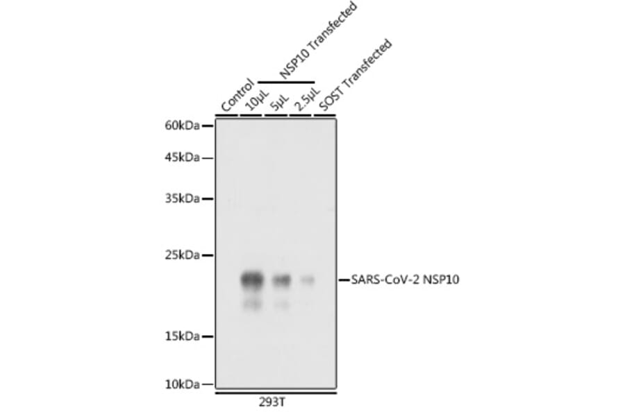 Western Blot - Anti-SARS-CoV2 NSP10 Antibody (A305328) - Antibodies.com