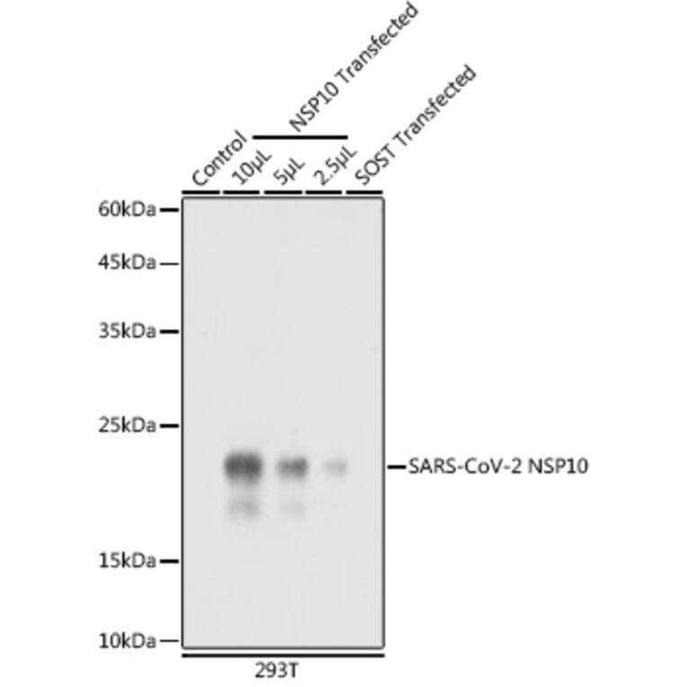 Western Blot - Anti-SARS-CoV2 NSP10 Antibody (A305328) - Antibodies.com