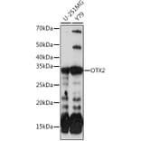 Western Blot - Anti-Otx2 Antibody [ARC0973] (A305331) - Antibodies.com