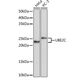 Western Blot - Anti-UBE2C Antibody [ARC1166] (A305332) - Antibodies.com