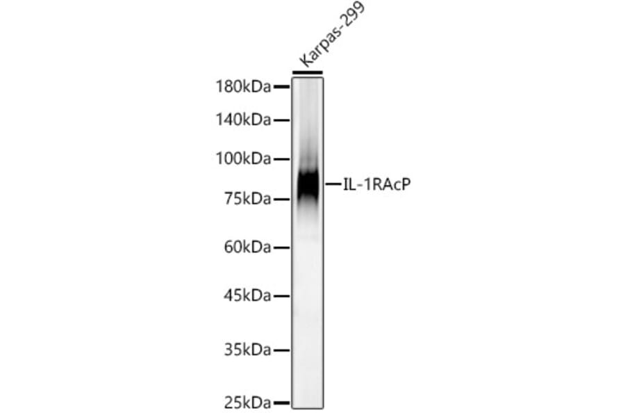 Western Blot - Anti-IL-1RAcP Antibody [ARC56983] (A305335) - Antibodies.com