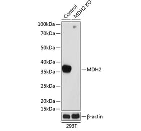 Western Blot - Anti-MDH2 Antibody (A305336) - Antibodies.com