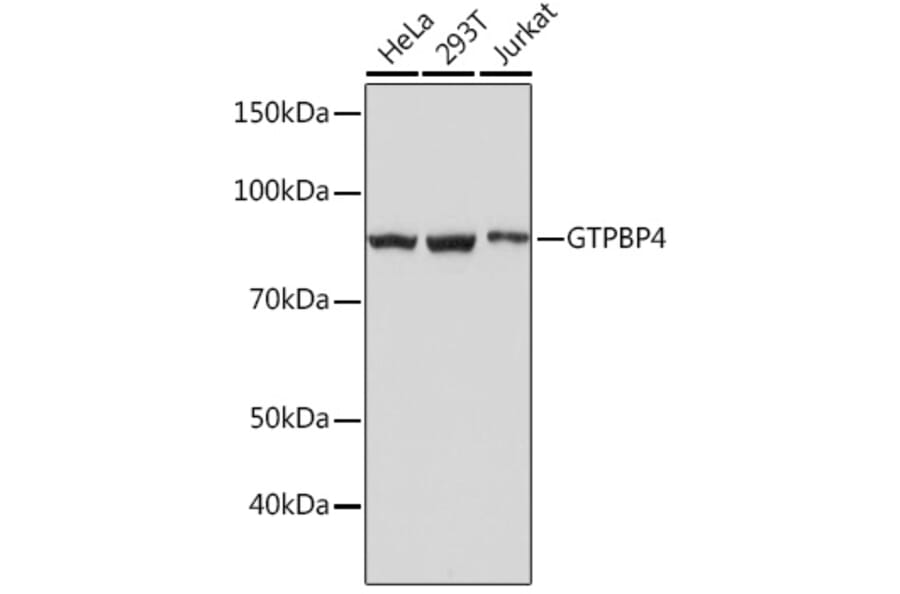 Western Blot - Anti-GTPBP4/NOG1 Antibody [ARC1115] (A305337) - Antibodies.com
