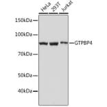 Western Blot - Anti-GTPBP4/NOG1 Antibody [ARC1115] (A305337) - Antibodies.com