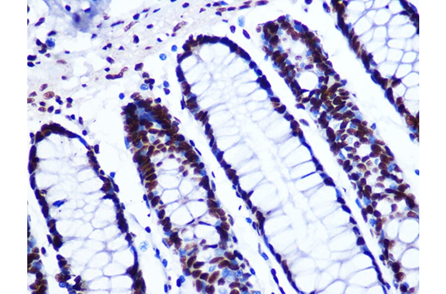 Immunohistochemistry - Anti-GTPBP4/NOG1 Antibody [ARC1115] (A305337) - Antibodies.com