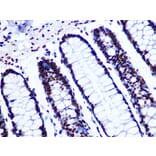 Immunohistochemistry - Anti-GTPBP4/NOG1 Antibody [ARC1115] (A305337) - Antibodies.com