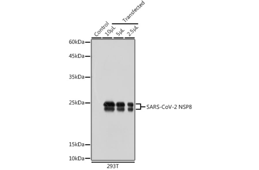 Western Blot - Anti-SARS-CoV-2 NSP8 Antibody (A305339) - Antibodies.com