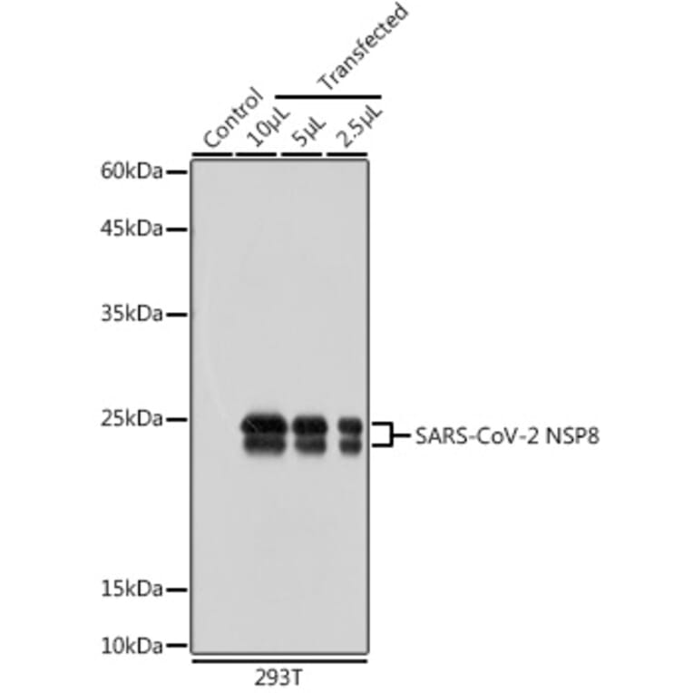 Western Blot - Anti-SARS-CoV-2 NSP8 Antibody (A305339) - Antibodies.com
