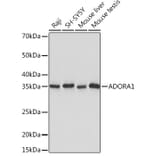 Western Blot - Anti-Adenosine A1 Receptor Antibody [ARC1987] (A305340) - Antibodies.com