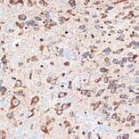Immunohistochemistry - Anti-Adenosine A1 Receptor Antibody [ARC1987] (A305340) - Antibodies.com