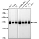 Western Blot - Anti-PPP6C/Ppv Antibody [ARC2709] (A305343) - Antibodies.com