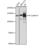 Western Blot - Anti-N Cadherin Antibody [ARC0371] (A305345) - Antibodies.com