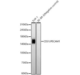 Western Blot - Anti-CD31 Antibody [ARC50362] (A305352) - Antibodies.com