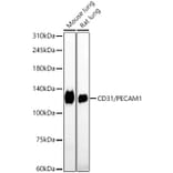 Immunohistochemistry - Anti-CD31 Antibody [ARC50362] (A305352) - Antibodies.com