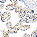 Immunofluorescence - Anti-CD31 Antibody [ARC50362] (A305352) - Antibodies.com