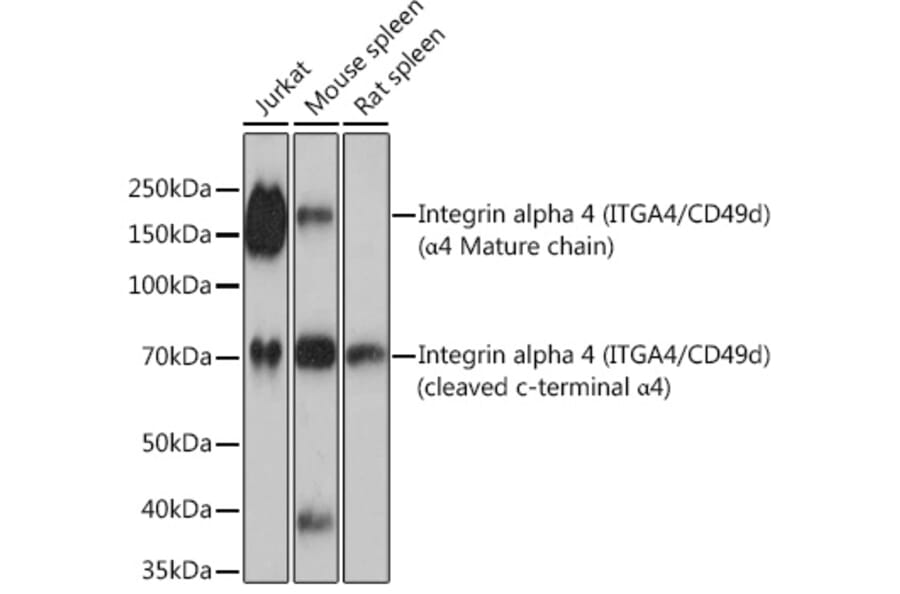 Western Blot - Anti-Integrin alpha 4/CD49D Antibody [ARC0888] (A305356) - Antibodies.com