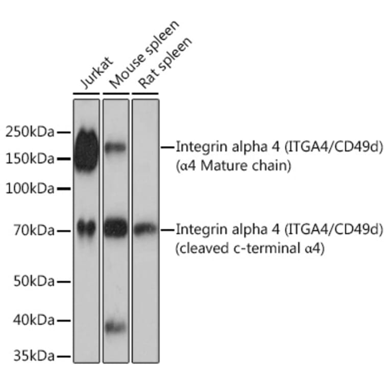 Western Blot - Anti-Integrin alpha 4/CD49D Antibody [ARC0888] (A305356) - Antibodies.com