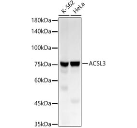 Western Blot - Anti-ACSL3 Antibody [ARC55219] (A305357) - Antibodies.com