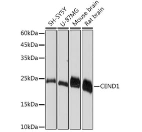 Western Blot - Anti-CEND1 Antibody [ARC2092] (A305358) - Antibodies.com